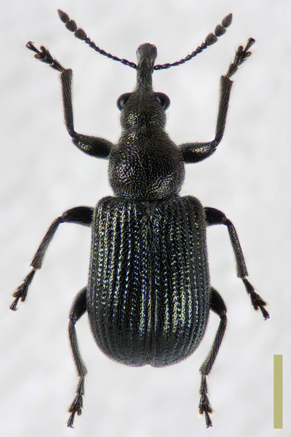 ヤナギルリチョッキリ　オス　拡大図