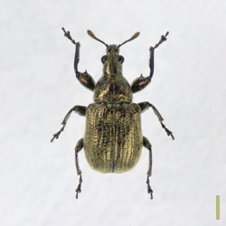 ビロウドアシナガオトシブミ　メス