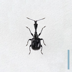 エゴツルクビオトシブミ　オス