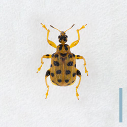 ゴマダラオトシブミ　メス