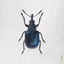 グミチョッキリ　オス