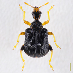 ヒメゴマダラオトシブミ　オス