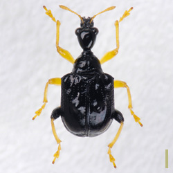 ヒメコブオトシブミ　オス