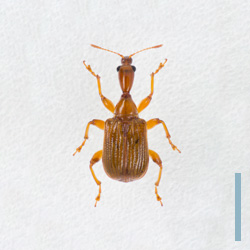 キイロヒゲナガオトシブミ　メス