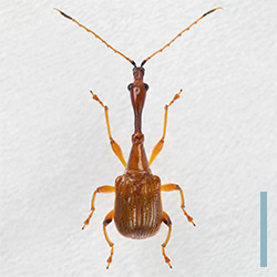 キイロヒゲナガオトシブミ　オス