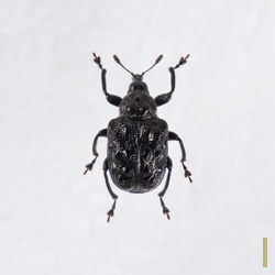 コブルリオトシブミ　メス