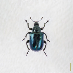 ナラルリオトシブミ