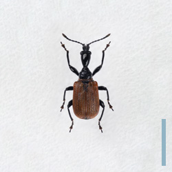 オトシブミ　オス