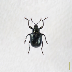 ルリオトシブミ　オス