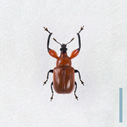 リュイスアシナガオトシブミ　オス