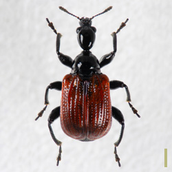 セアカヒメオトシブミ