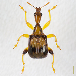 ウスモンオトシブミ　メス