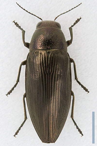 クロタマムシ♀