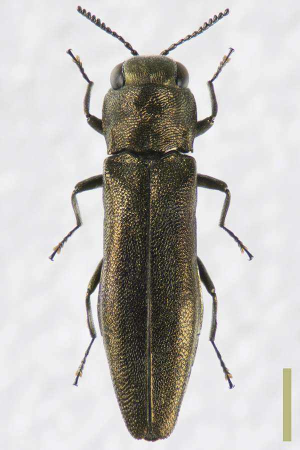 クワナガタマムシ♀拡大図