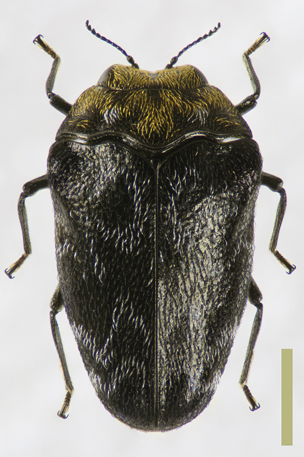 クズノチビタマムシ♀拡大図