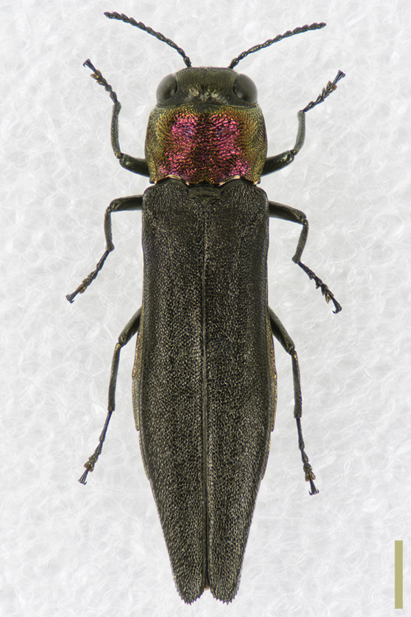 ムネアカナガタマムシ♀拡大図