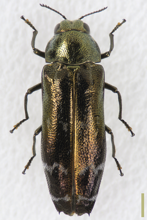 シロオビナカボソタマムシ♀拡大図