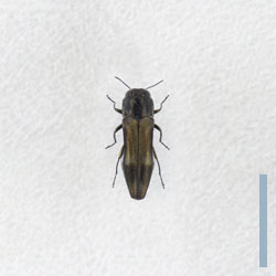 マサキナガタマムシ♀