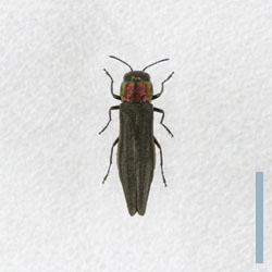 ムネアカナガタマムシ♀