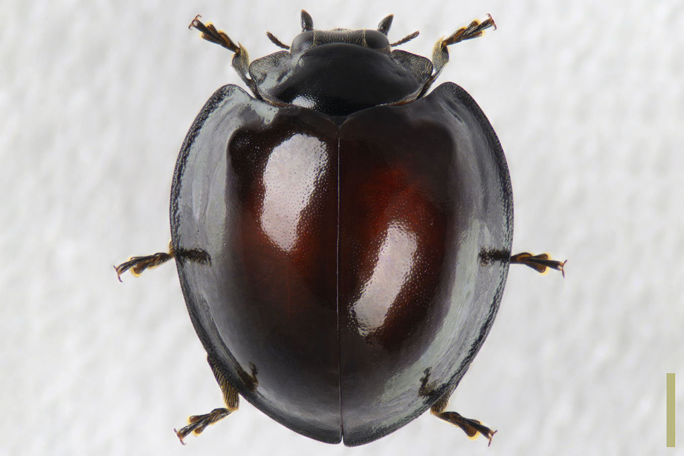 アカホシテントウ♀拡大図