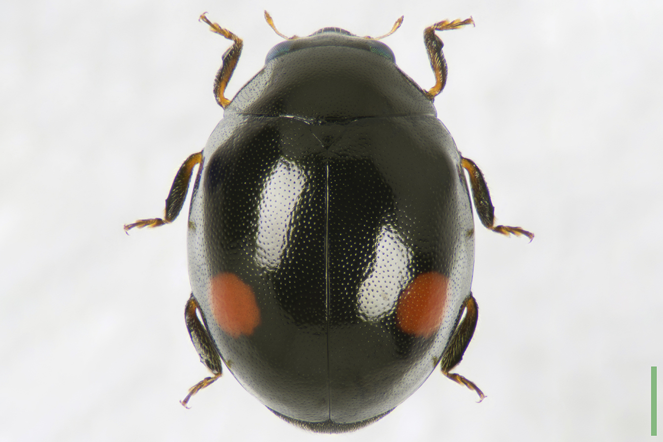 フタホシテントウ♀拡大図