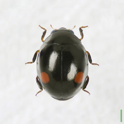 フタホシテントウ♀