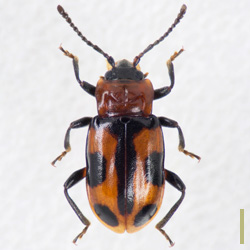ヨツボシテンドウダマシ♀