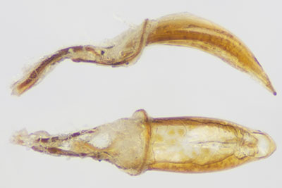 アカアシクチブトサルゾウムシ♂交尾器
