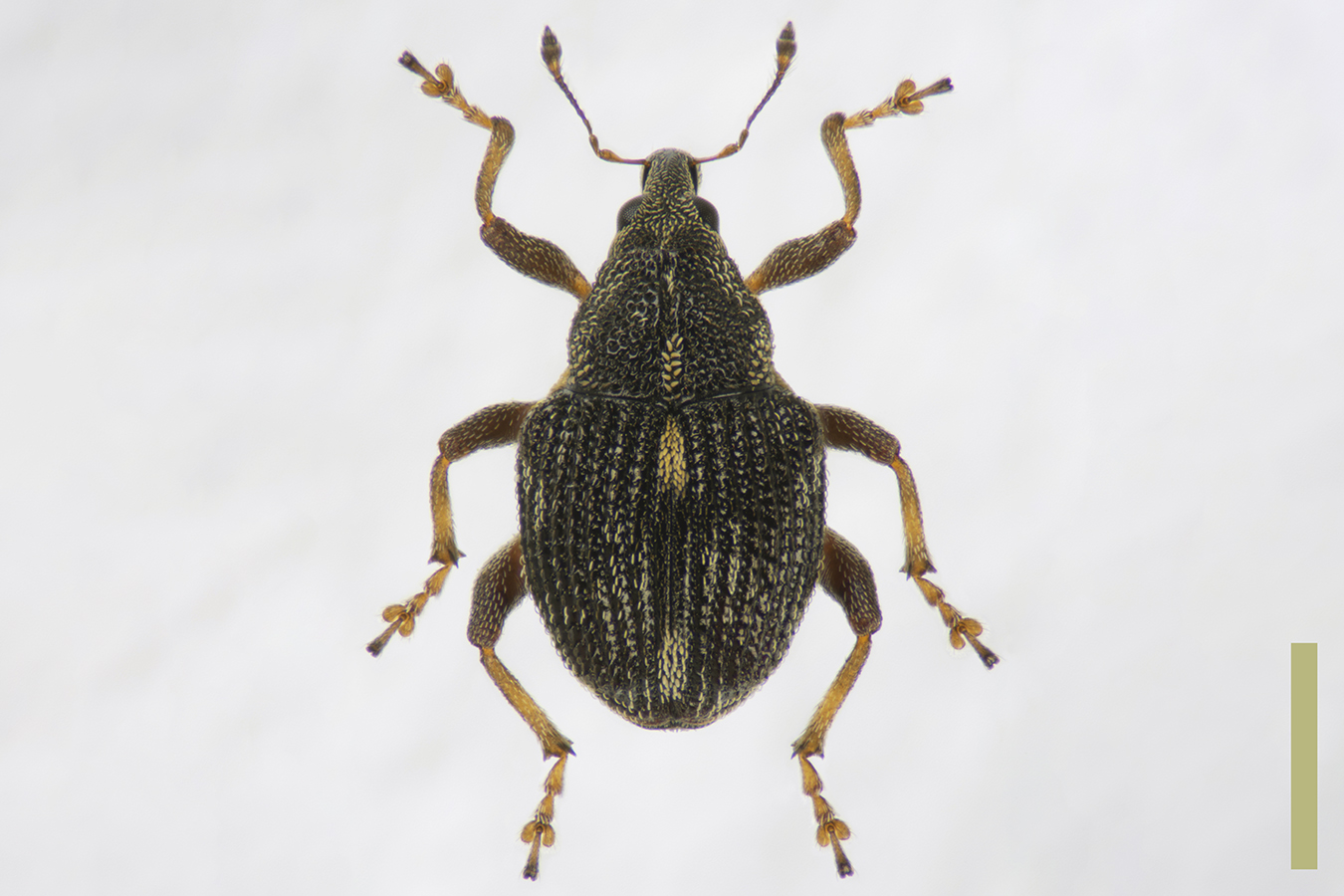 アカアシクチブトサルゾウムシ♂拡大図