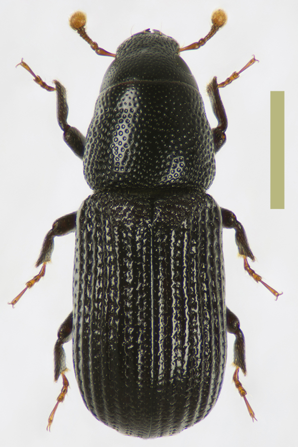 アカネニセクチブトキクイゾウムシ拡大図
