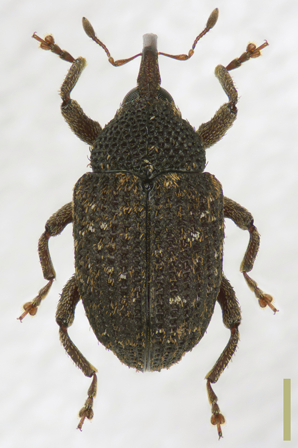 アラハダクチカクシゾウムシ♀拡大図