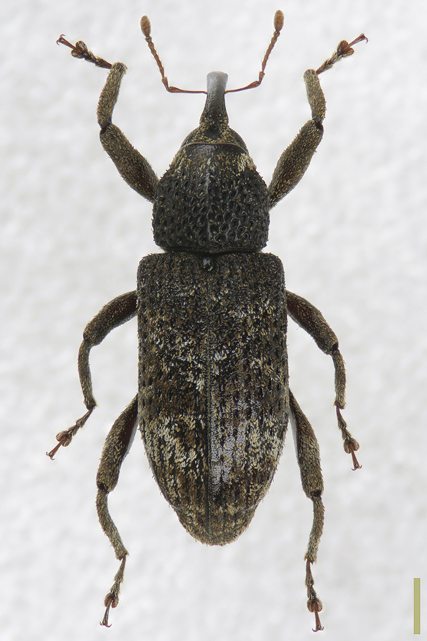 アラムネクチカクシゾウムシ♀拡大図