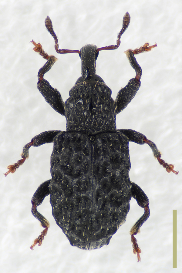 チビアナアキゾウムシ♀拡大図
