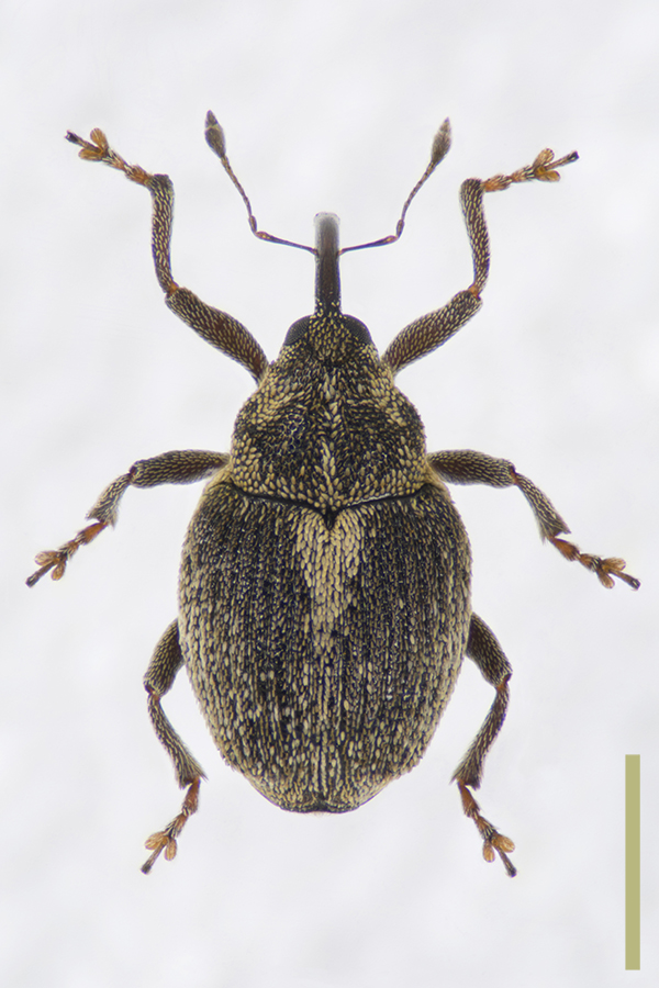 ダイコンサルゾウムシ♀拡大図