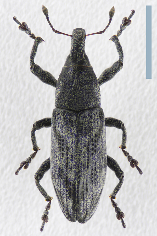 ハスジカツオゾウムシ♀拡大図