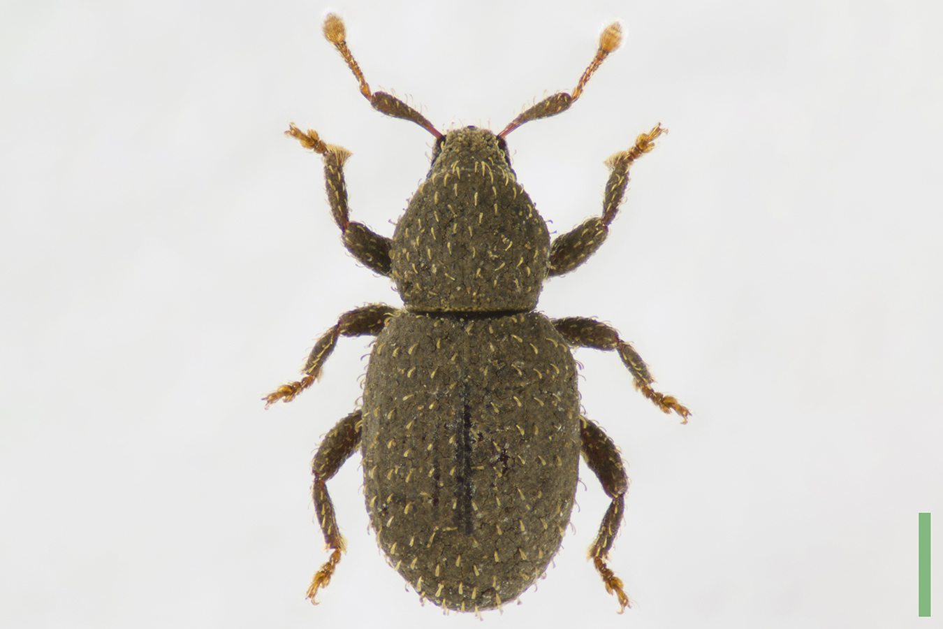 ホソゲチビツチゾウムシ♀拡大図