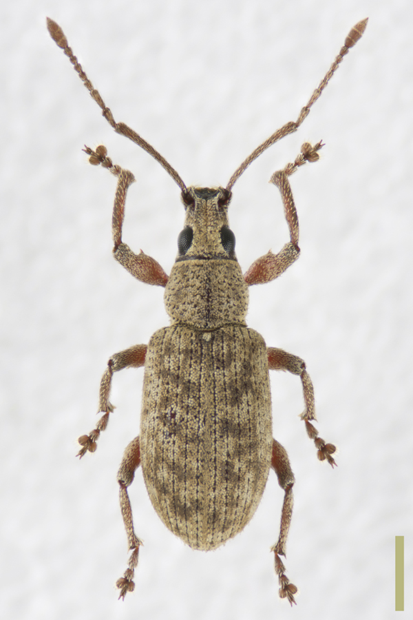 カシワクチブトゾウムシ♂拡大図