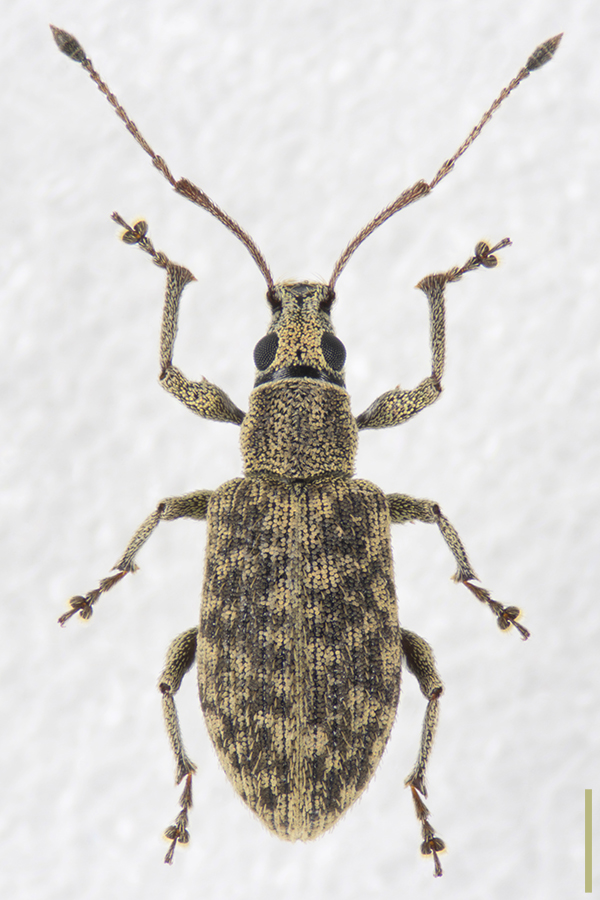 ケブカクチブトゾウムシ♀拡大図