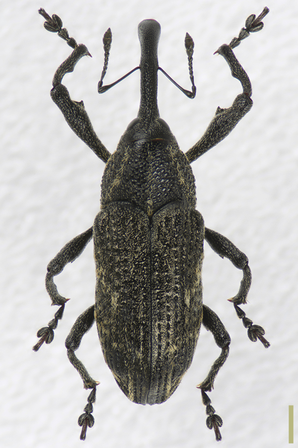 キスジアシナガゾウムシ♀拡大図