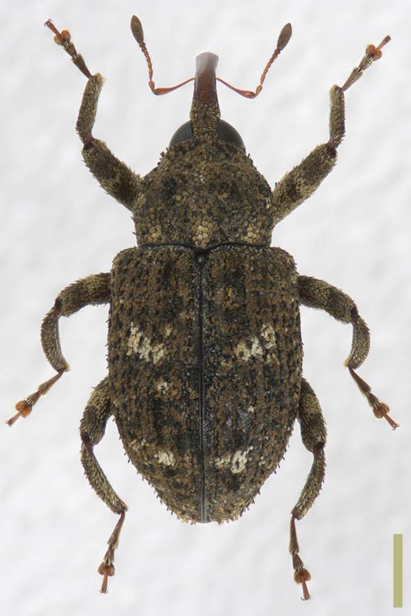マダラクチカクシゾウムシ♀拡大図