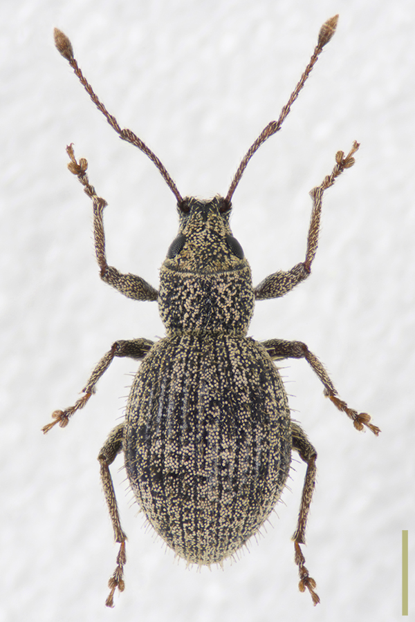 メナガクチブトゾウムシ拡大図