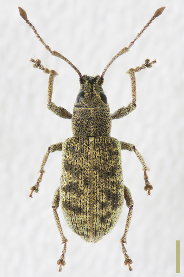 ミドリクチブトゾウムシ♀拡大図