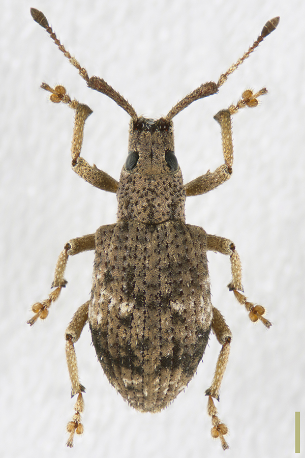 サビクチブトゾウムシ拡大図
