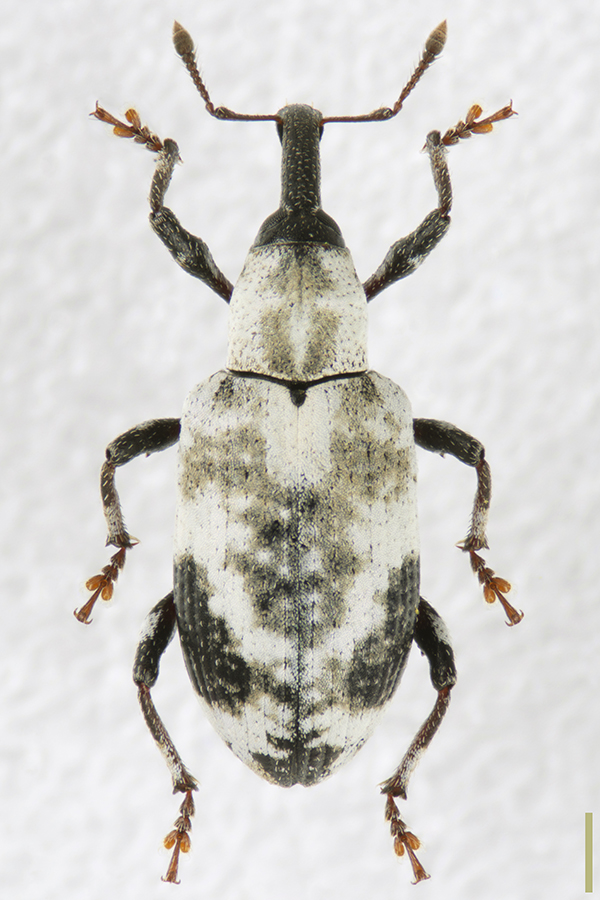 シロアナアキゾウムシ♀拡大図