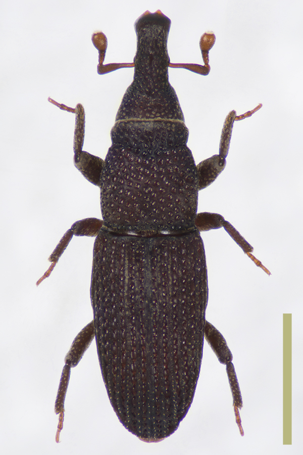 スギキクイサビゾウムシ　拡大図
