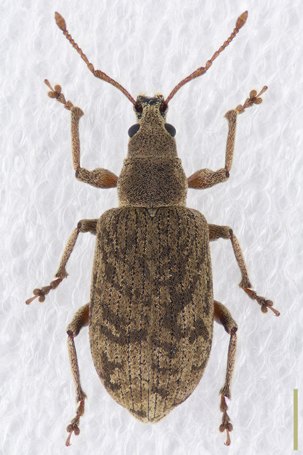 ツノヒゲボソゾウムシ♀拡大図