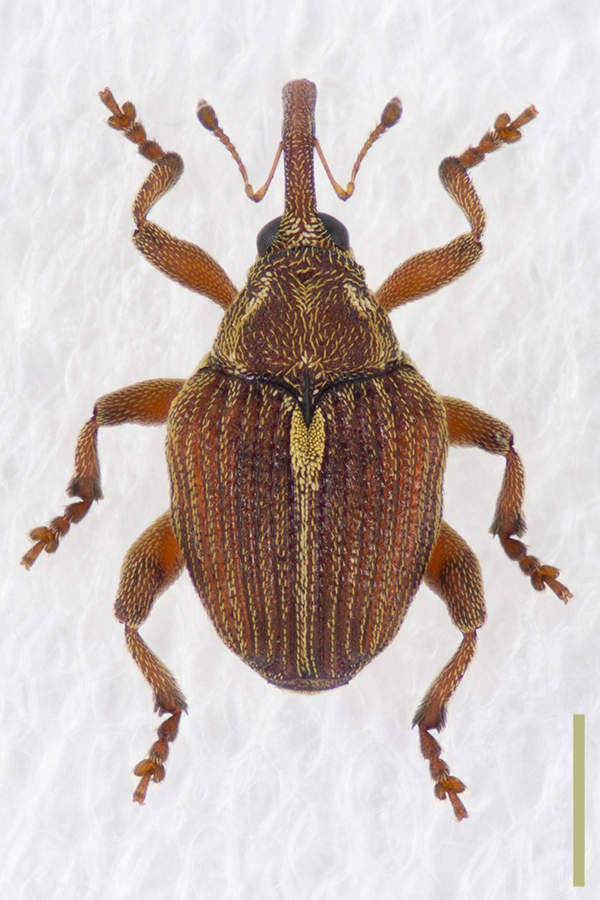 ツツジトゲムネサルゾウムシ♀拡大図