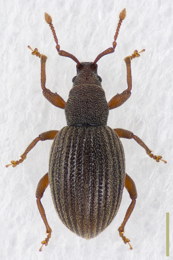 ツヤツチゾウムシ♀拡大図