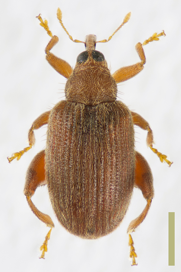 ヤドリノミゾウムシ♀拡大図