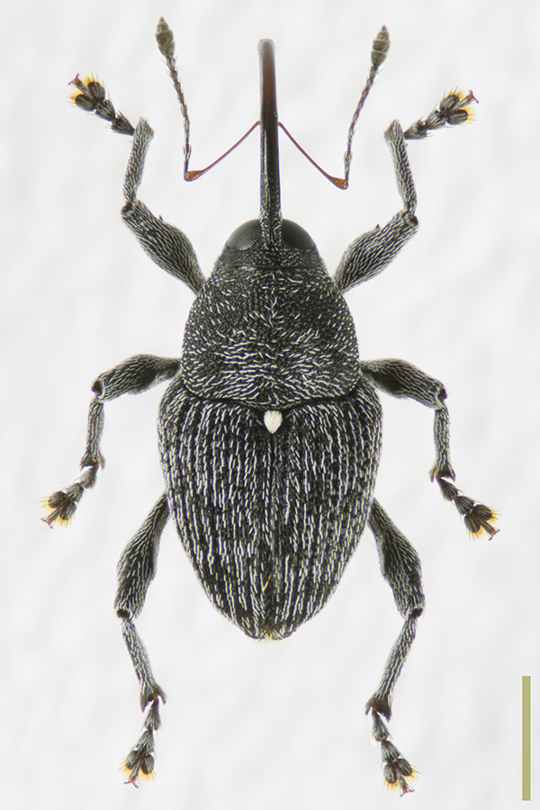 ヤノシギゾウムシ♀拡大図